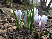 73 Crocus primaverili (crocus vernus)